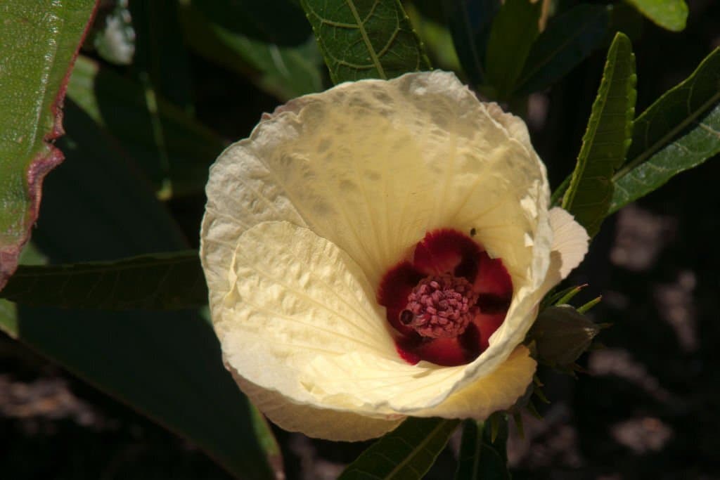 14 types of hibiscus heterophyllus