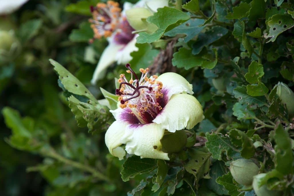 15 types of hibiscus phillip island