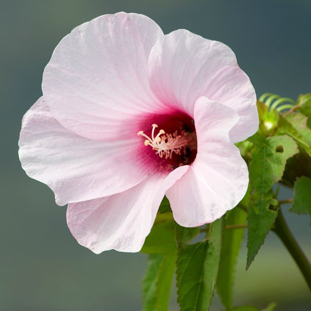 16 types of hibiscus laevis