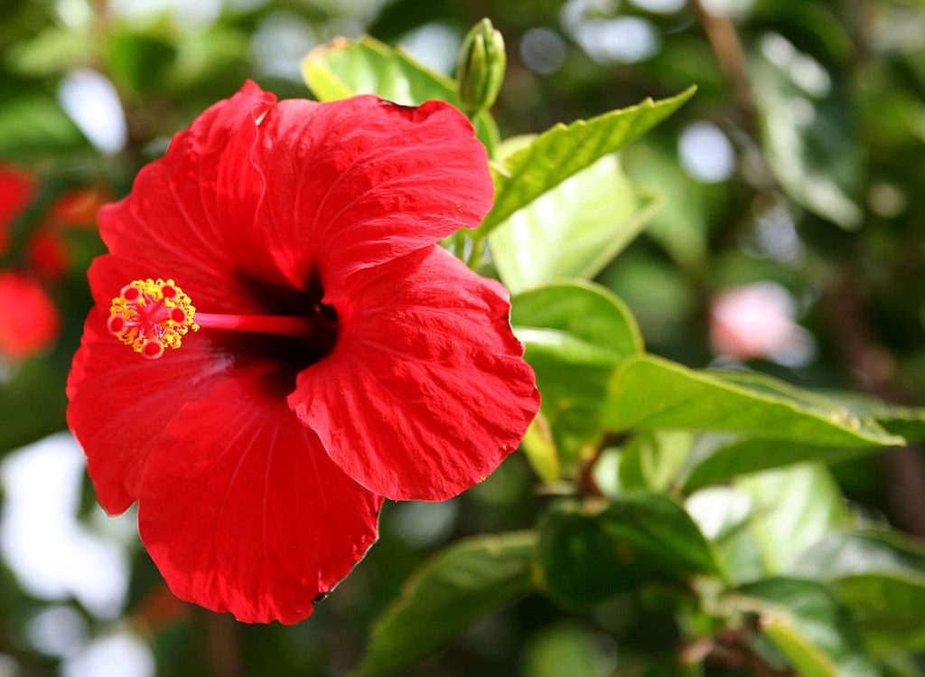 22 types of hibiscus chinese hibiscus