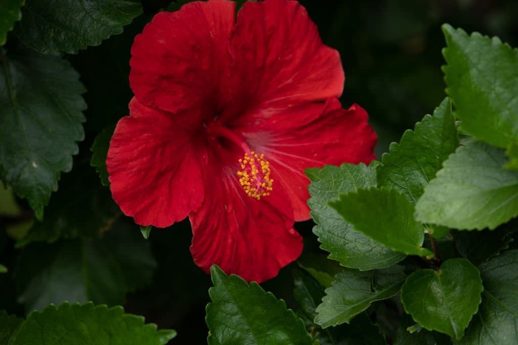 23 types of hibiscus sinensis brilliant china rose