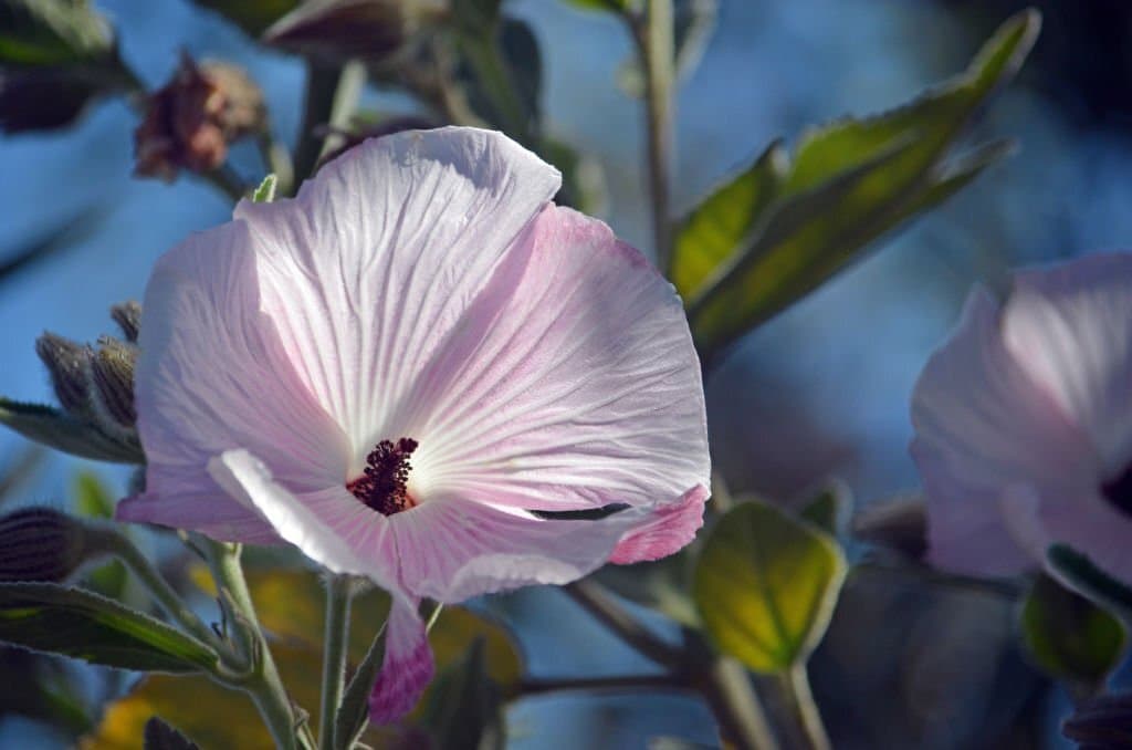29 types of hibiscus splendens