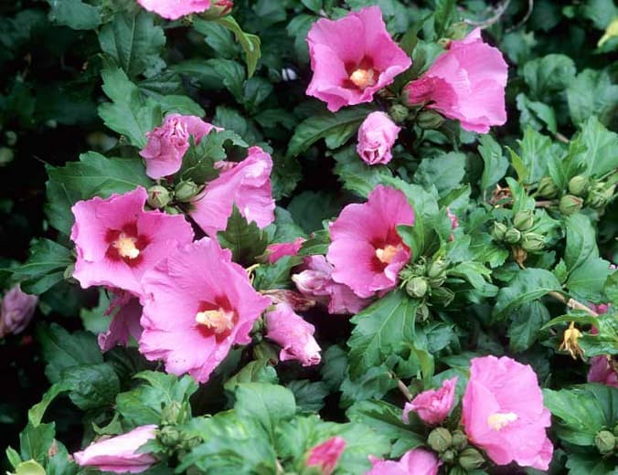 31 types of hibiscus syriacus aphrodite