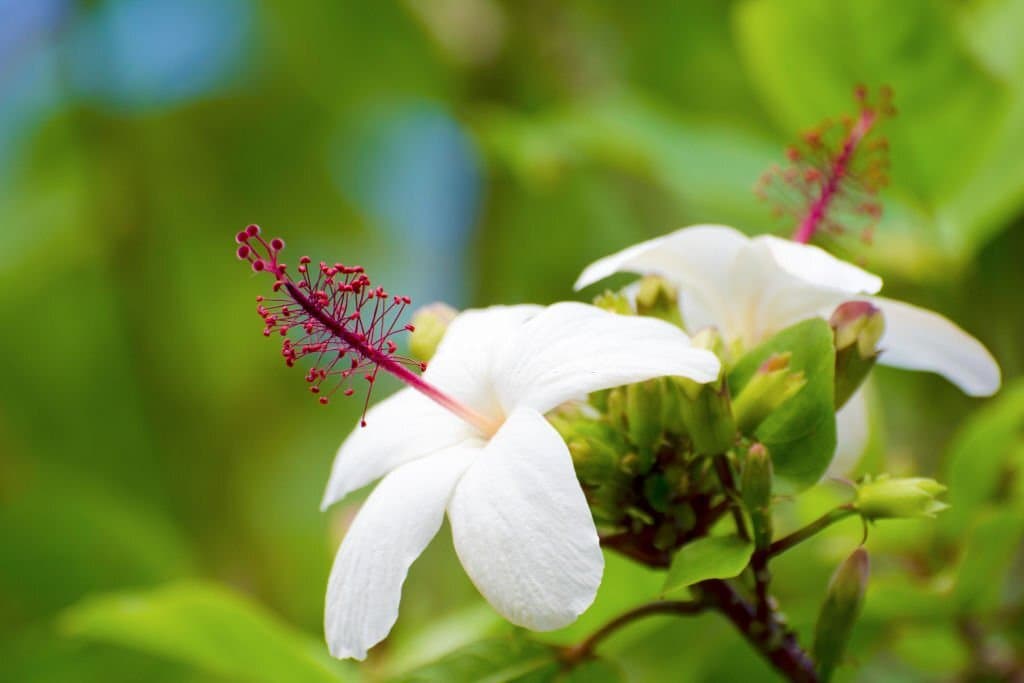 35 types of hibiscus waimeae