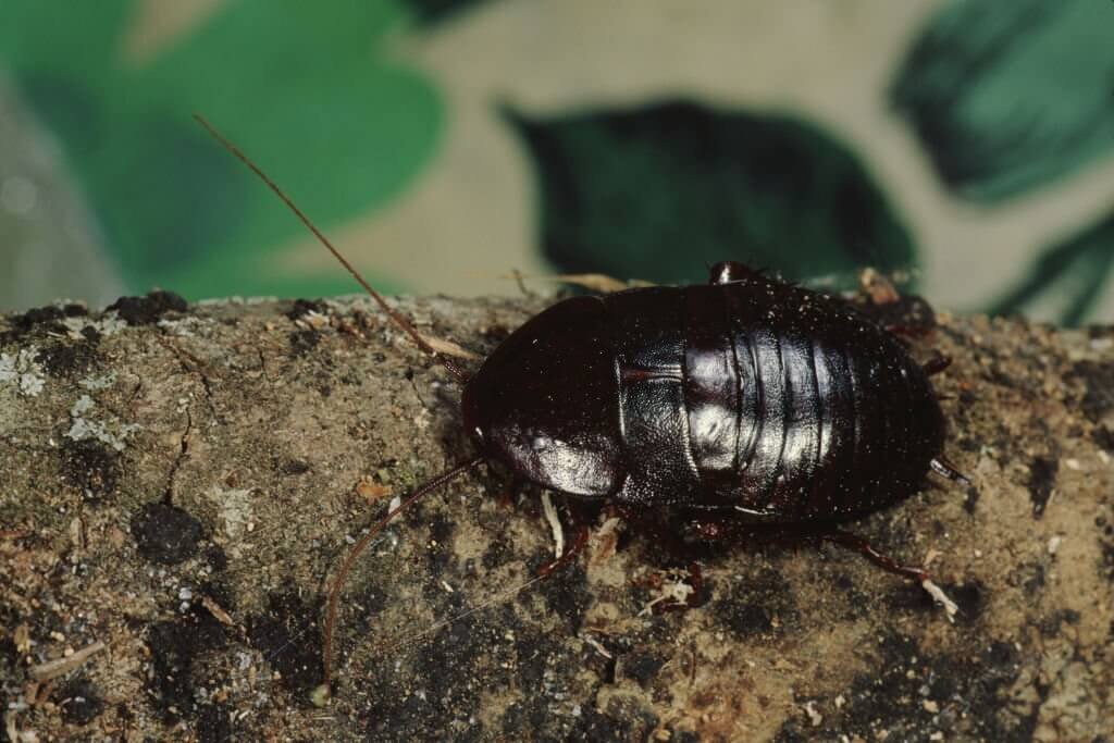 4 georgia oriental cockroach