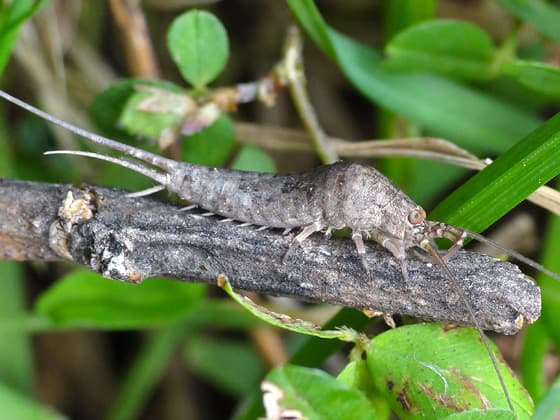 4 jumping bristletails bugs that look like earwigs