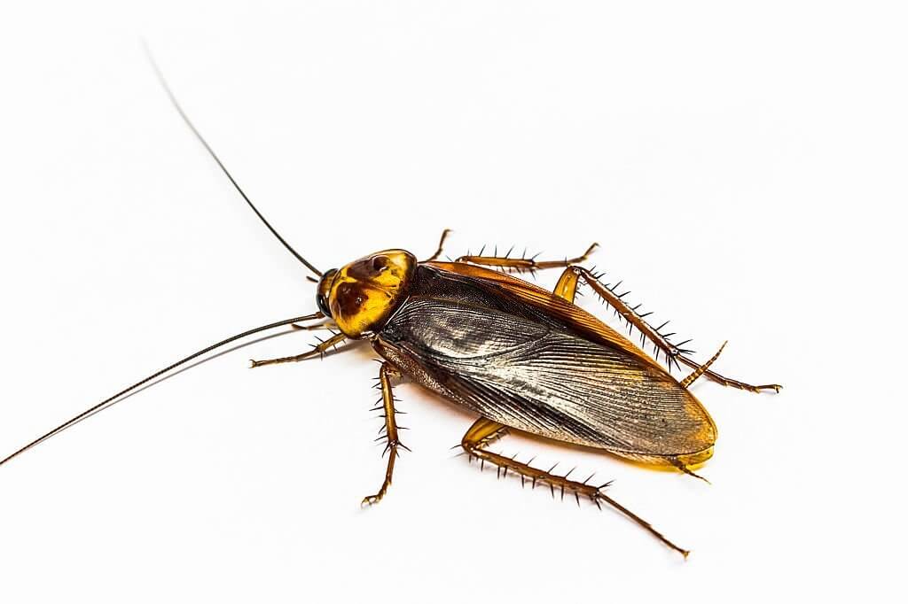 5 arizona turkestan cockroach