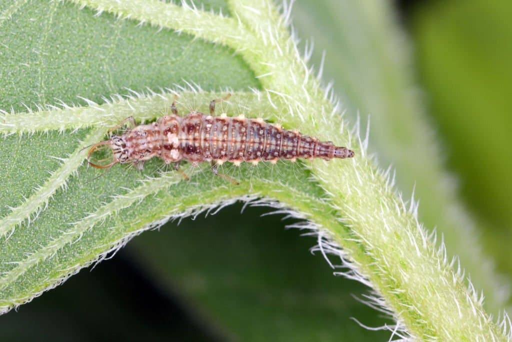 5 lacewing larva bugs that look like earwigs
