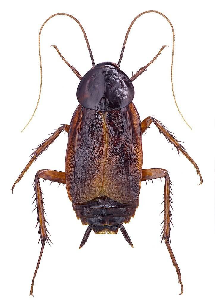 6 arizona oriental cockroach