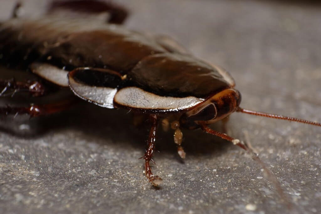 6 australian cockroach