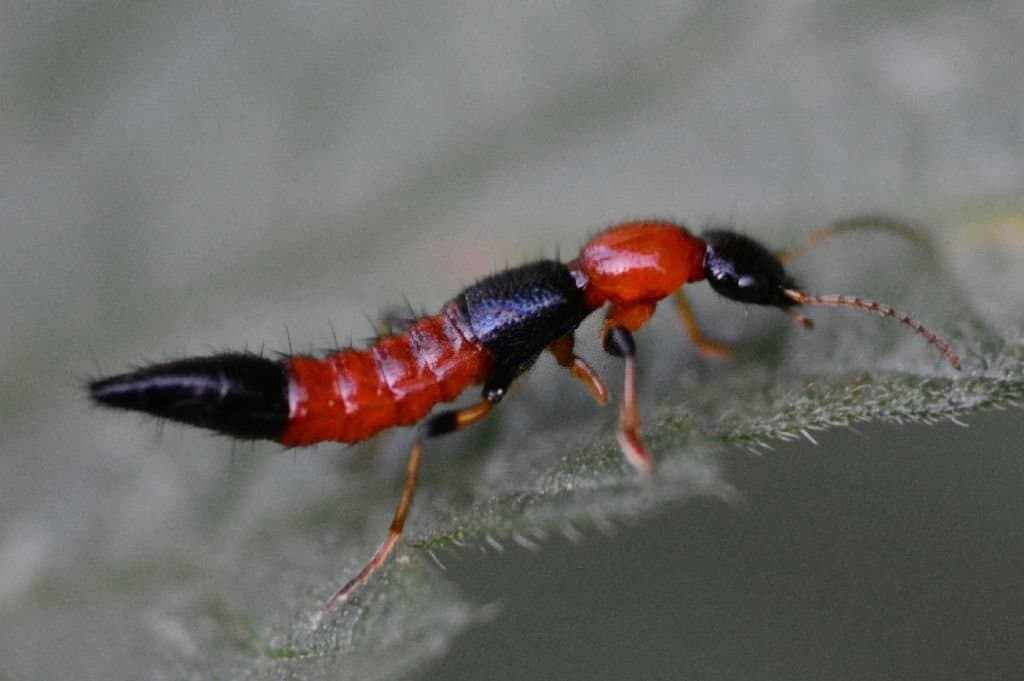 6 rove beetle bugs that look like earwigs