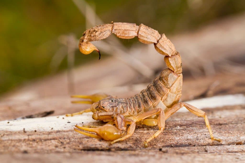 7 scorpion bugs that look like earwigs