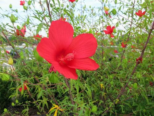 7 types of hibiscus scarlet rosemallow