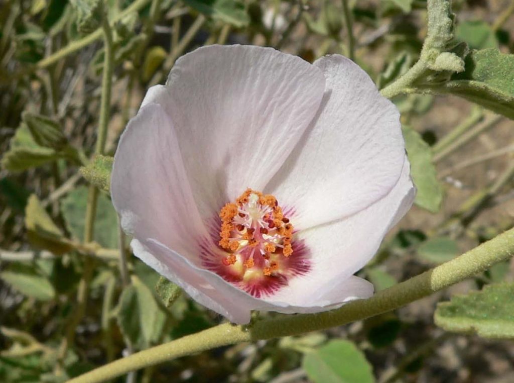 8 types of hibiscus denudatus