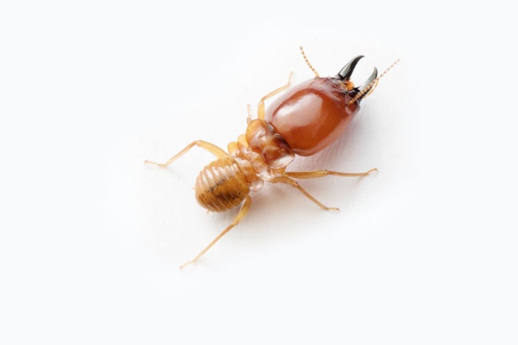 9 termite bugs that look like earwigs