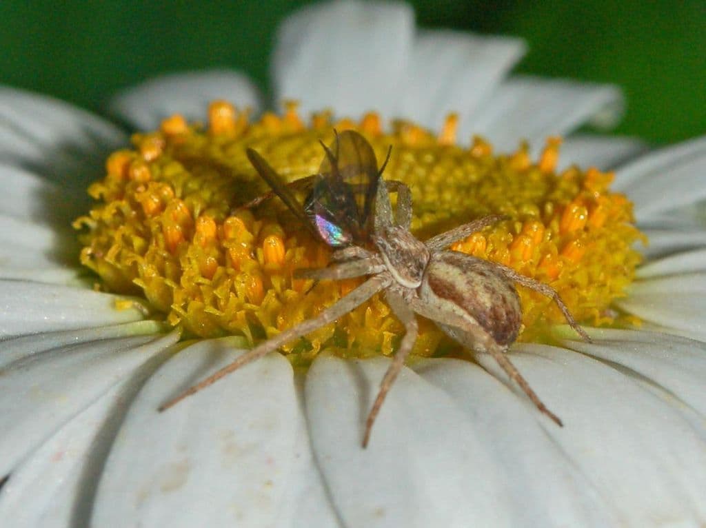 Thanatus Flavidus spider