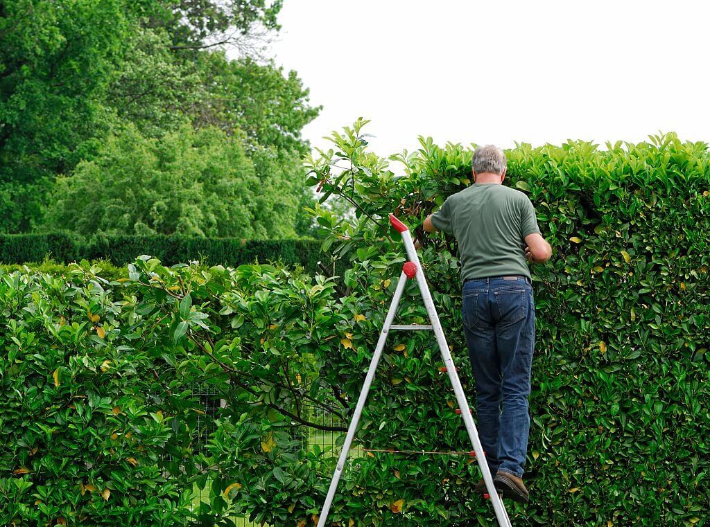 a guide to tipping tree trimmers