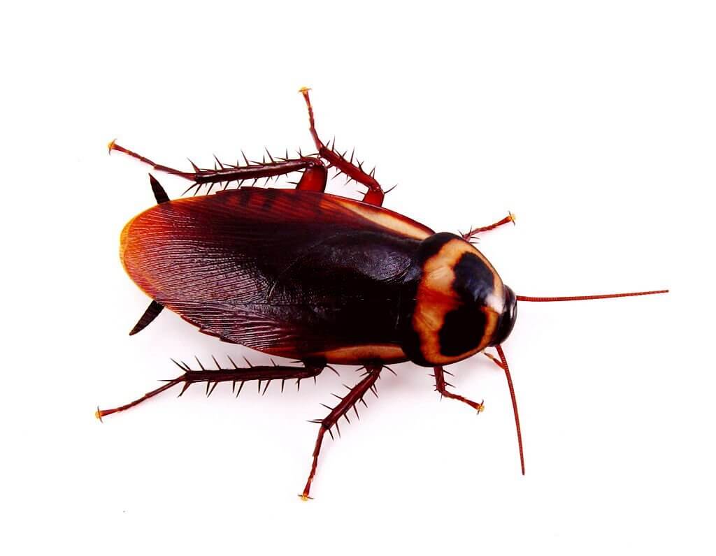 american cockroach 1