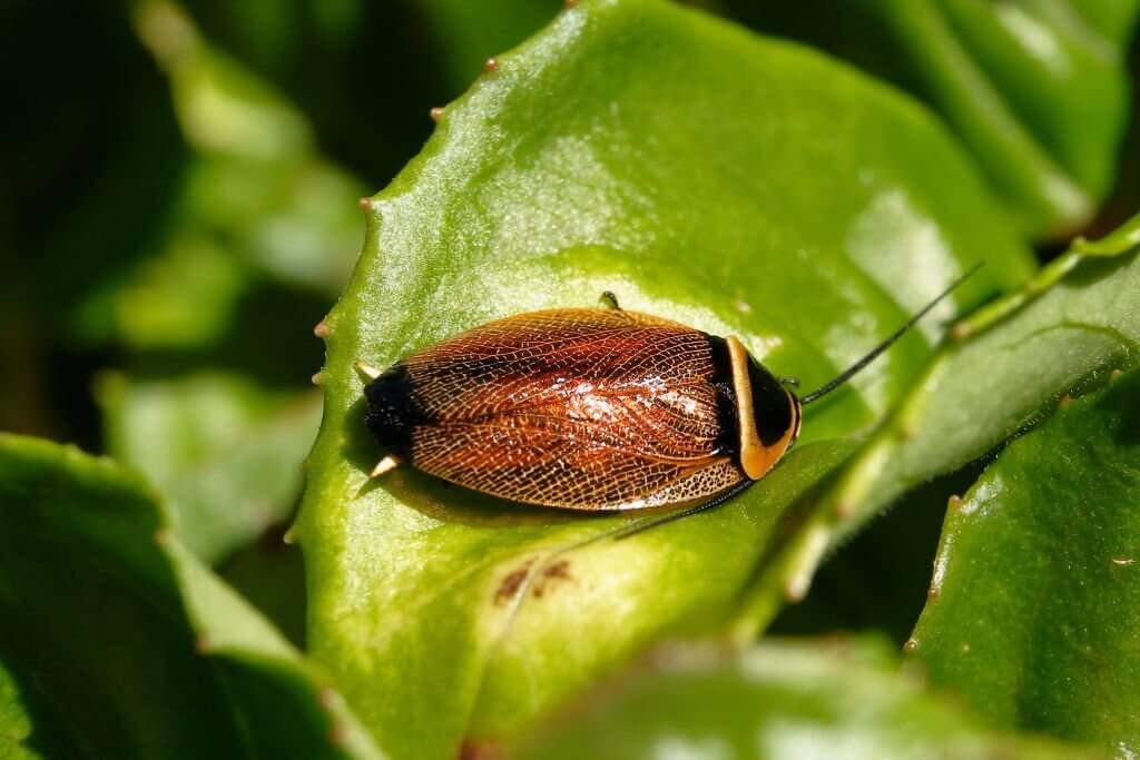 australian cockroach periplaneta australasiae