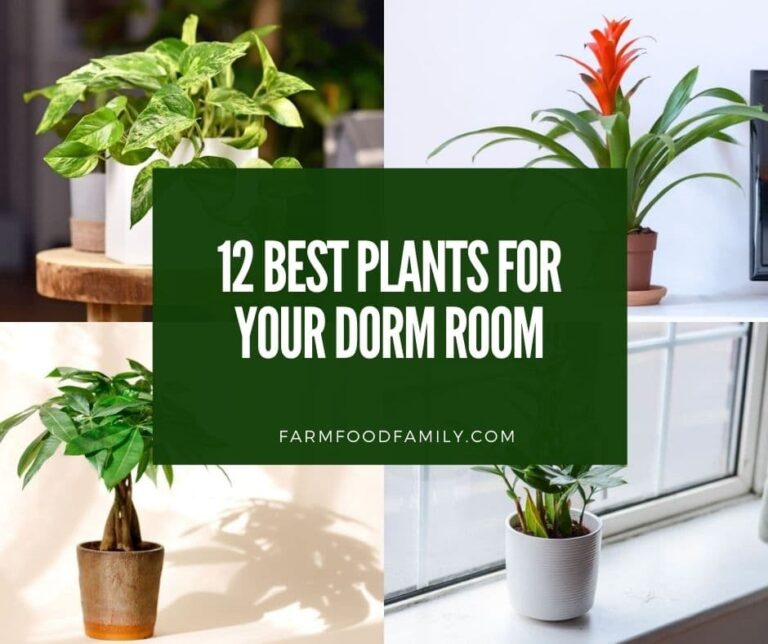 12 Best Plants for Your Dorm Room