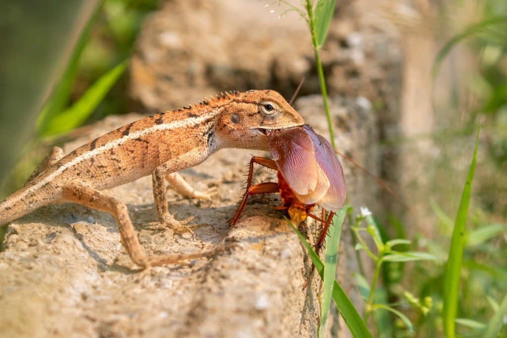 chameleon eating a cockroach