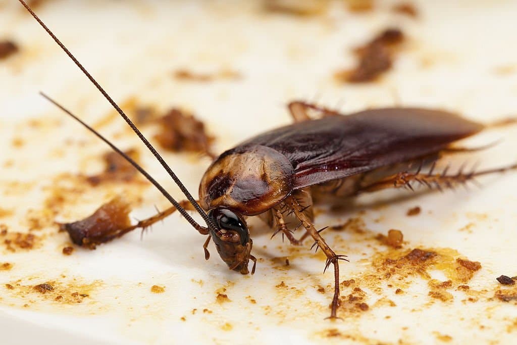 cockroach eat dirty food