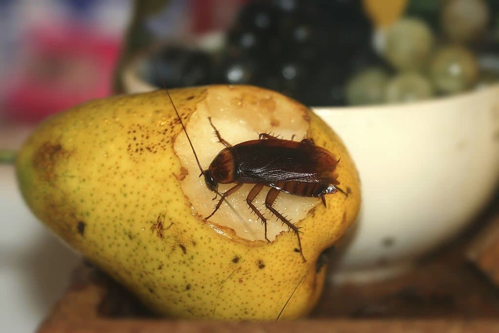 cockroach eat fruits