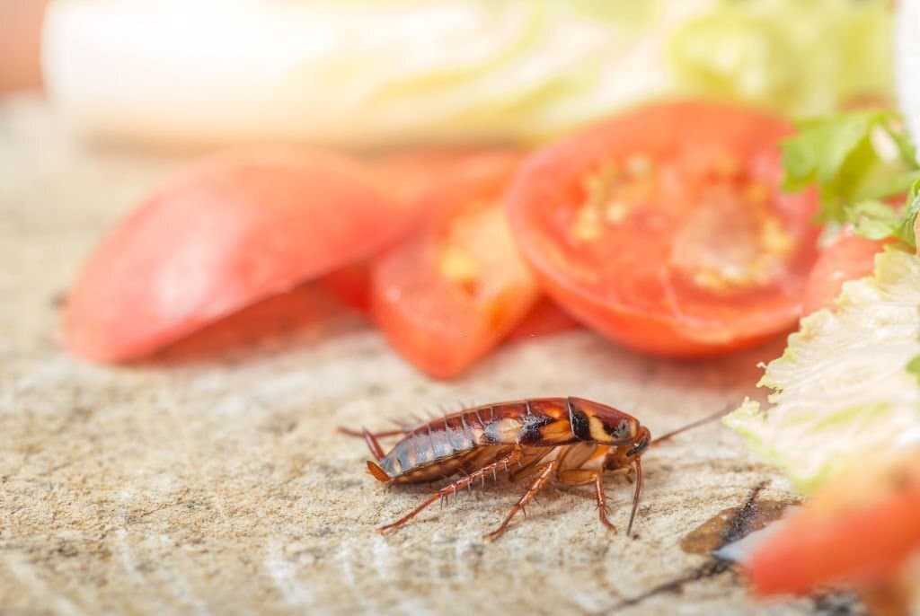 cockroach eat vegetables