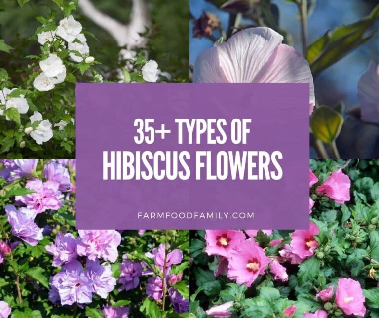 35+ Different Types of Hibiscus: A Comprehensive Guide (With Pictures)