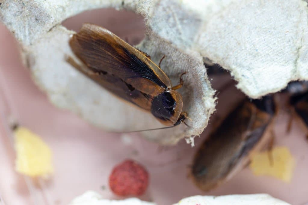 dubia cockroach eat