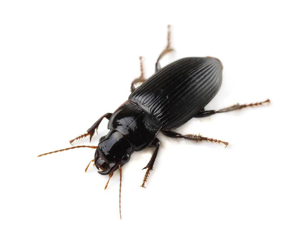 ground beetle