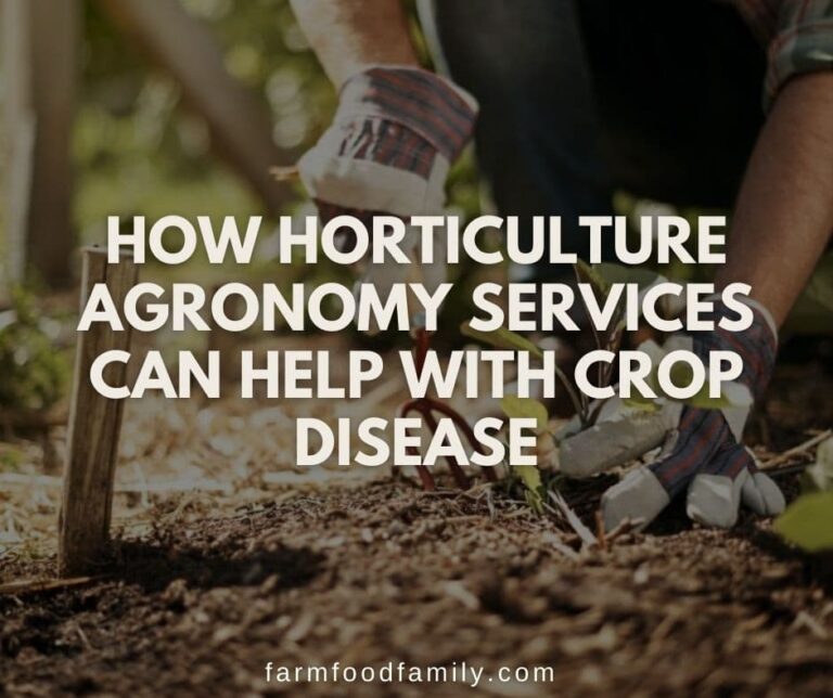 How Horticulture Agronomy Services Can Help with Crop Disease