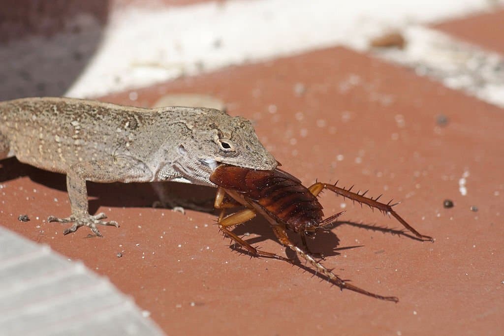 lizard eating cockroach