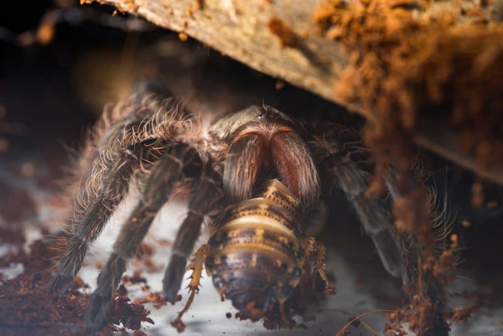 tarantula eats cockroach