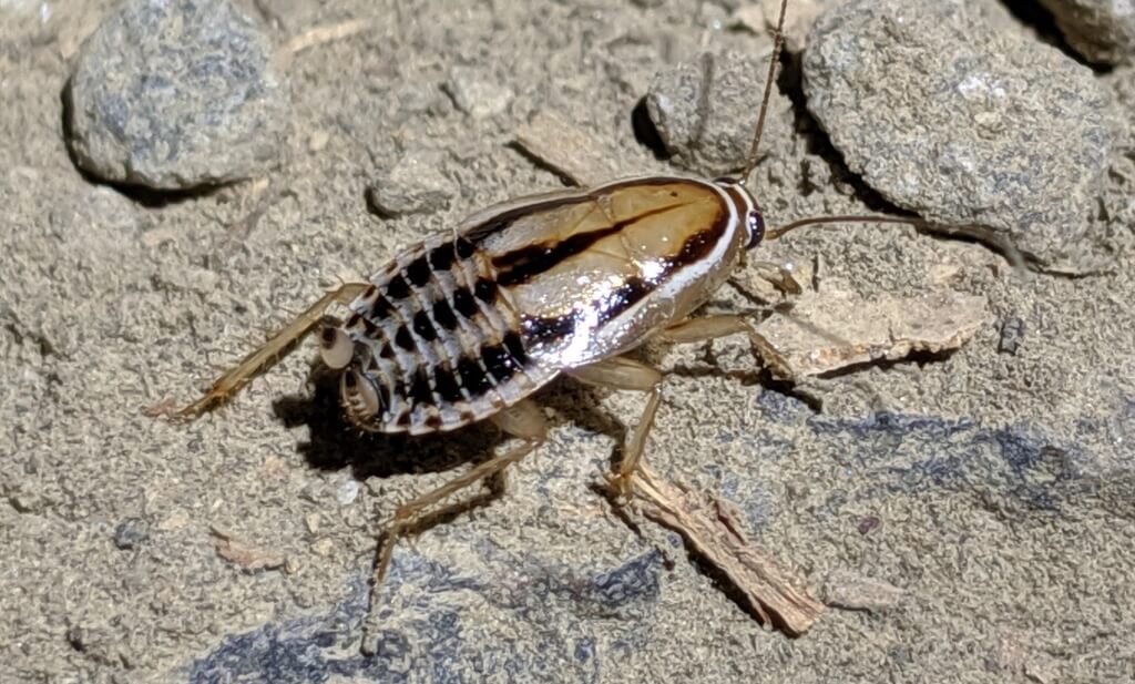 three lined cockroach