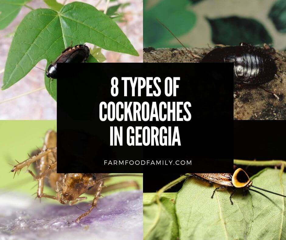 how to get rid of cockroaches in georgia