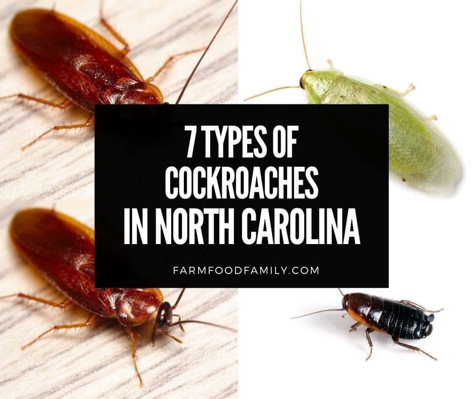 7 Types of Cockroaches in North Carolina: Identification and Removal