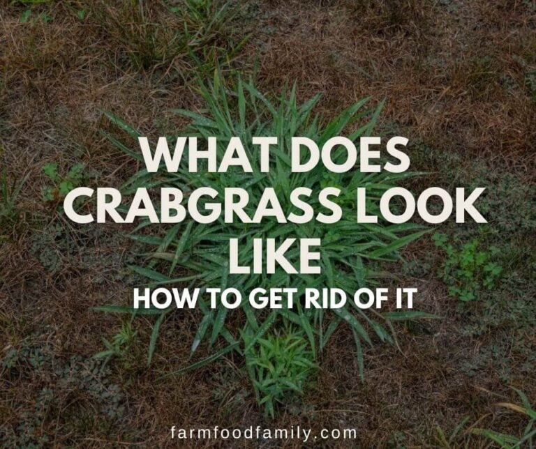 Crabgrass: What Does It Look Like and How to Get Rid of It