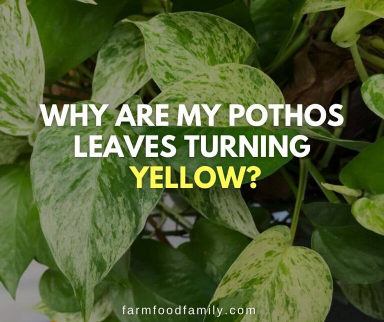 Why Are My Pothos Leaves Turning Yellow (17 Reasons) and How To Fix