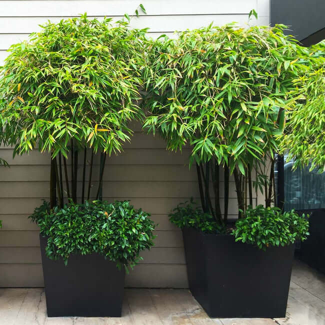 1 types of bamboo plants
