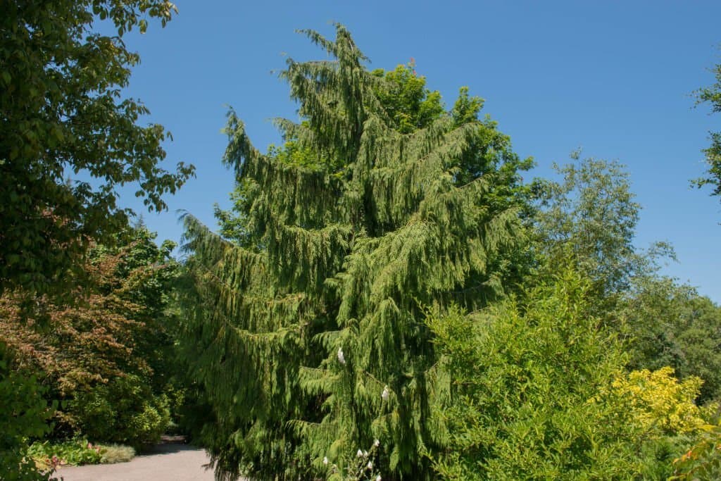 1 types of conifer trees
