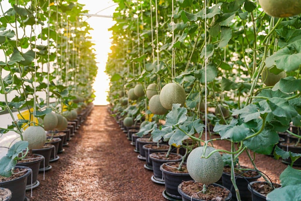 10 melons for vertical farming