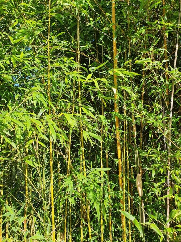 10 types of bamboo plants