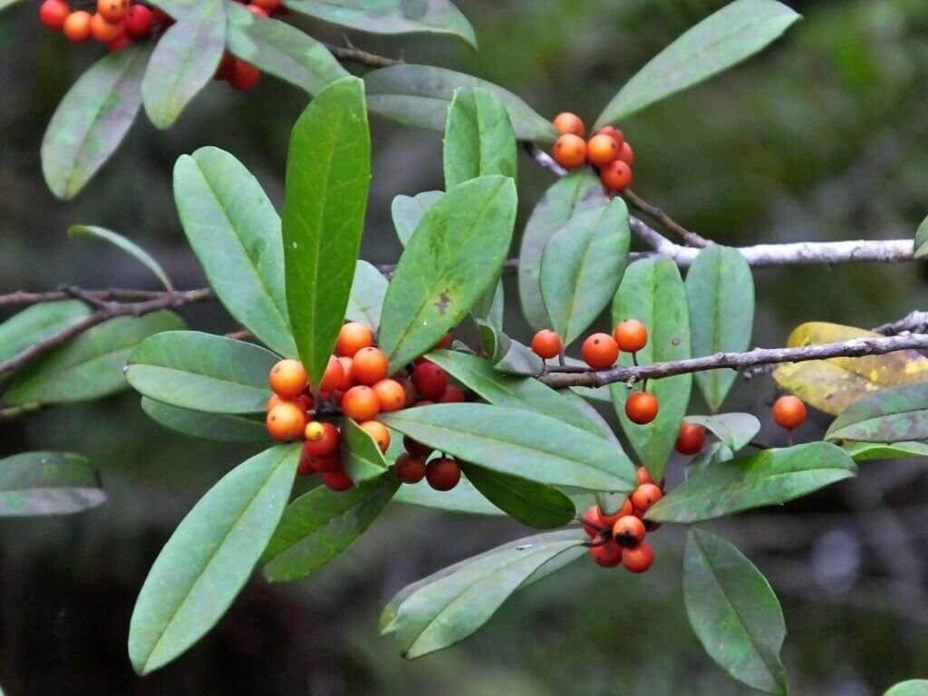 10 types of holly trees