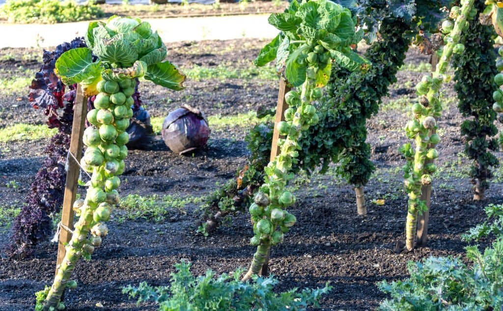 11 brussels sprouts for vertical farming