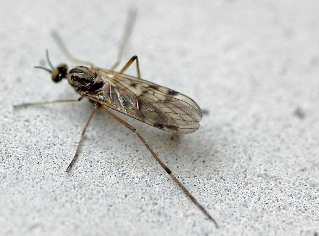 11 bugs that look like mosquitoes Wood Gnats