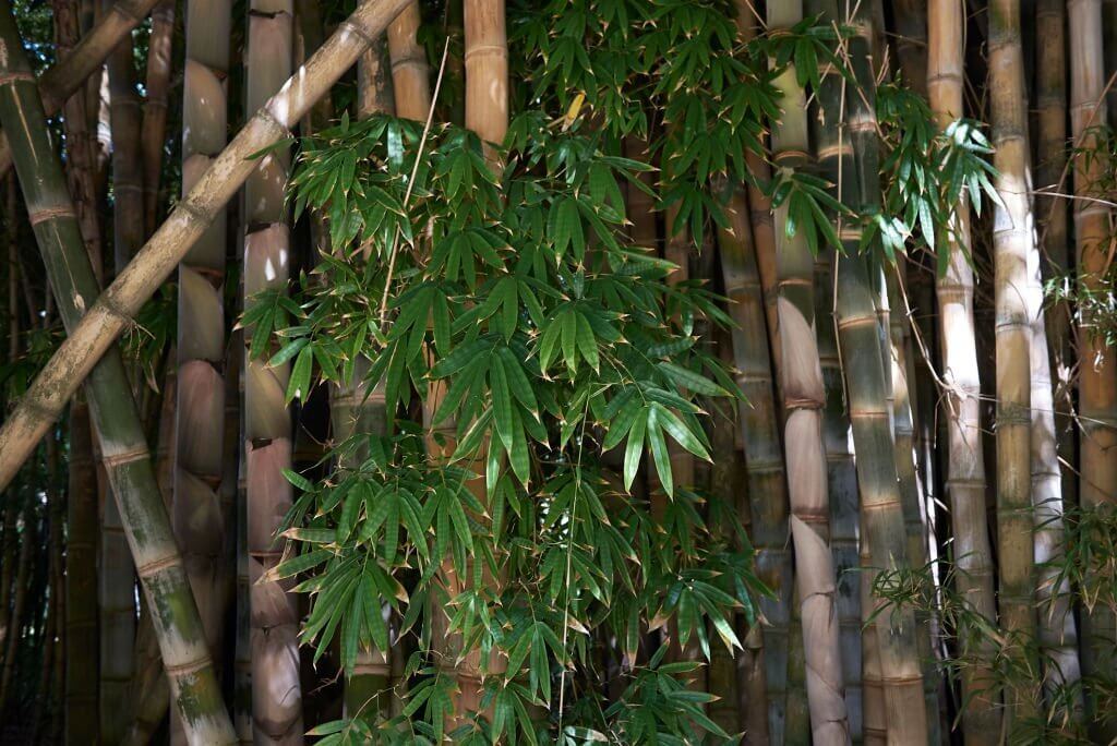11 types of bamboo plants