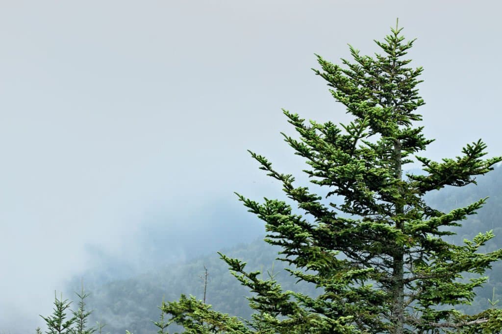 11 types of conifer trees