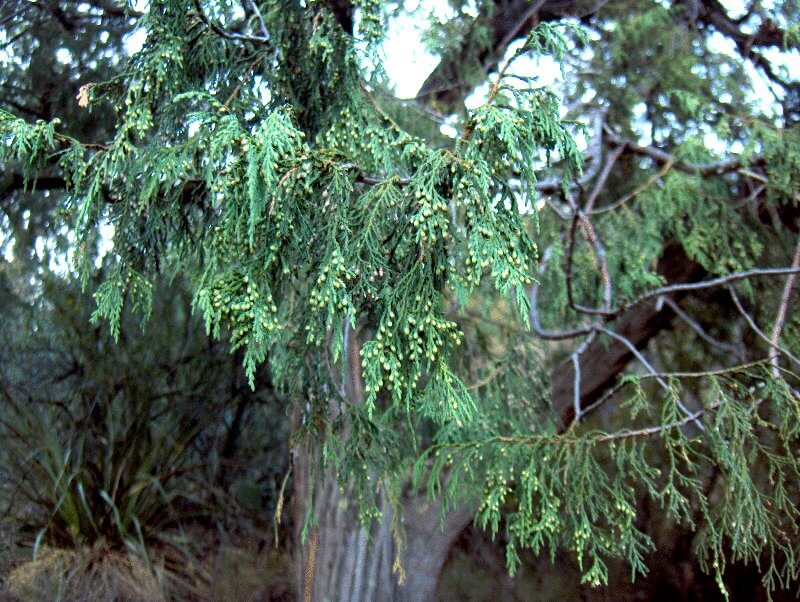11 types of juniper trees