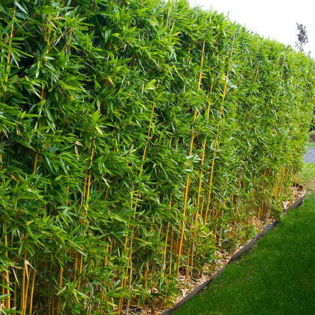 12 types of bamboo plants